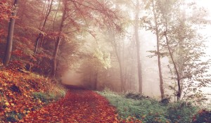 Fall Trail into the Fog